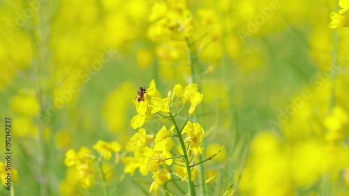 Wallpaper Mural Bee Pollinating Yellow Canola Flowers in Spring Field Torontodigital.ca
