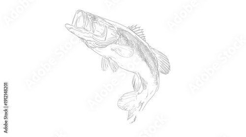 Hand-drawn line art illustration of a jumping bass fish, a dynamic sketch for fishing, nature, and wildlife themes.