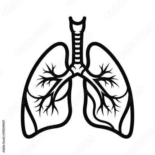 A human heart anatomy  lungs and the bronchial tree. vector art