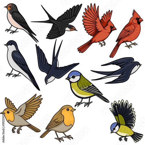 Collection of diverse vector bird illustrations, including swallows, cardinals, robins, and tits, depicted in various poses.