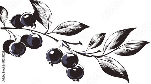 Black and white vector illustration of a blueberry branch with ripe berries and detailed leaves, vintage style botanical art.