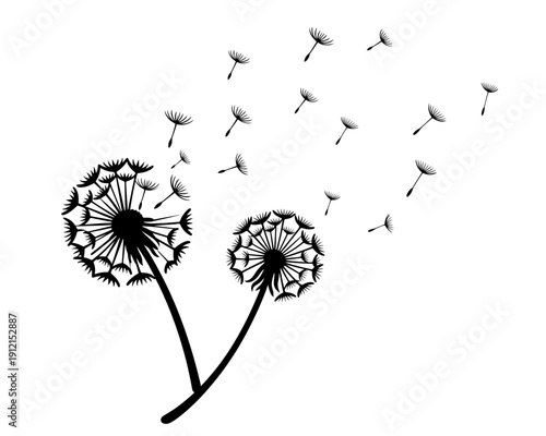 Vector Illustration of Two Dandelions with Seeds Blowing Away in the Wind