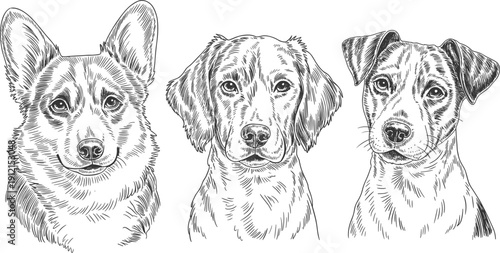 Detailed hand drawn vector portraits of a Corgi Golden Retriever and Jack Russell Terrier in a classic etched engraving style.