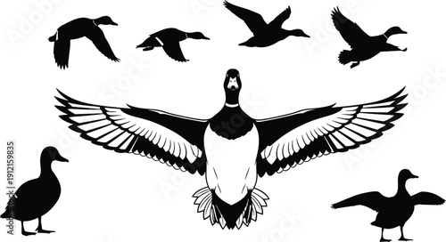 Black duck silhouettes in flight and standing poses, stylized bird vector illustration with detailed wings and feathers for wildlife, nature and decorative design projects