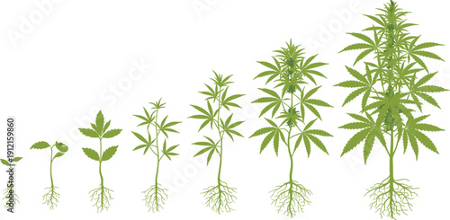 Growth stages of a cannabis hemp plant from seedling to mature flowering herb with roots set on 