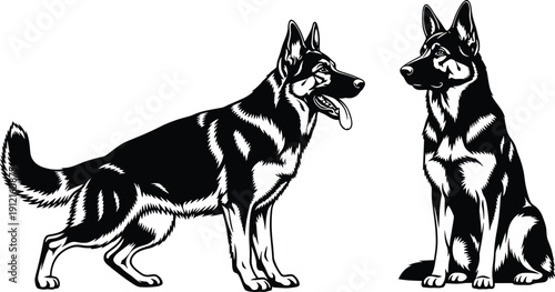 Black and white vector illustration of german shepherd dog breed standing and sitting isolated on white background for design.