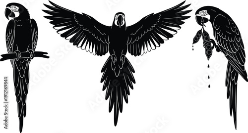 Set of black and white vector silhouettes of three tropical macaw parrots flying and sitting on branch isolated.