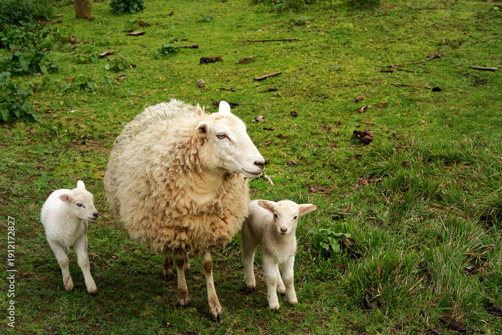 Obraz premium Mother sheep and two cute lambs together in the countryside.
