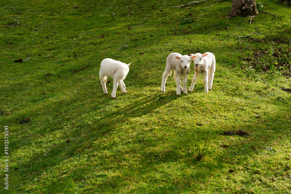 Obraz premium Three cute baby lambs looking curiously at the camera in a green meadow.