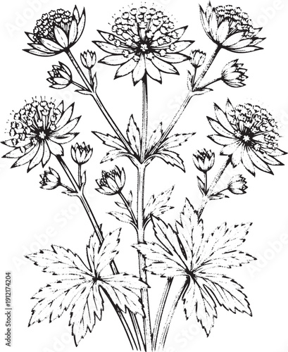 Masterwort (Astrantia) Illustration - Vintage Botanical Line Art, Hand Drawn Great Masterwort Plant - Star-like Flower Sketch