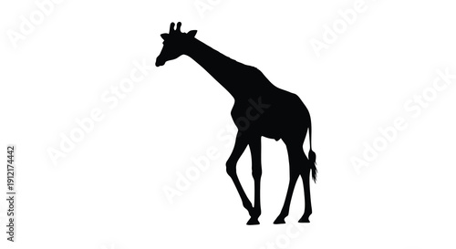 A striking black giraffe stands prominently against a white background silhouette