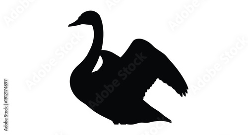 A black swan gracefully swimming captured as a striking silhouette
