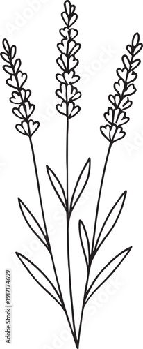 Simple line drawing of three lavender sprigs with green leaves
