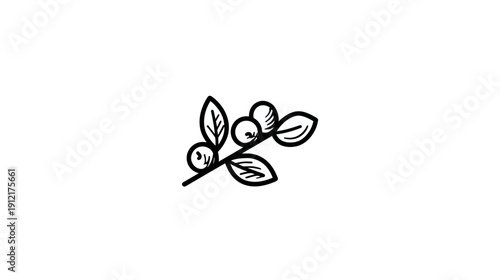 Minimalist hand-drawn line art illustration of a branch with berries and leaves. Simple doodle style botanical element.