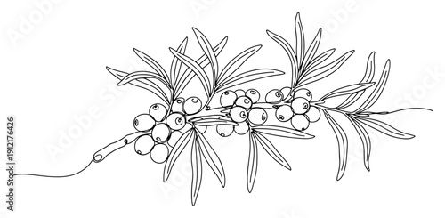 Minimalist continuous line art of a sea buckthorn branch with berries and leaves