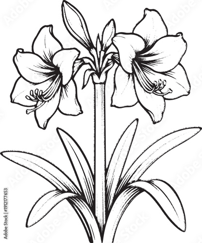 Amaryllis (Hippeastrum) Flower Illustration - Vintage Botanical Sketch, Hand Drawn Amaryllis Plant - Black and White Holiday Bloom