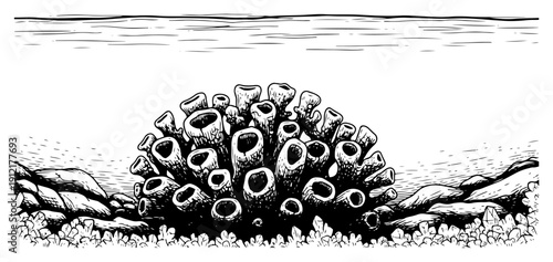 Detailed engraving illustration of a coral reef or sea sponge underwater scene