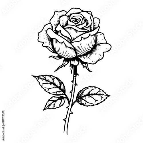 Classic hand drawn engraving of a single blooming rose flower with thorns and leaves