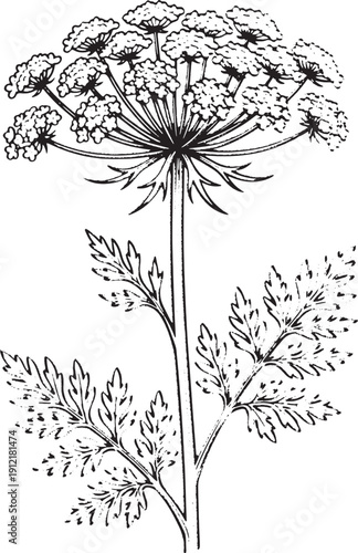 Angelica Archangelica Plant Illustration - Vintage Botanical Line Art, Hand Drawn Angelica Herb Sketch - Medicinal Umbel Flower