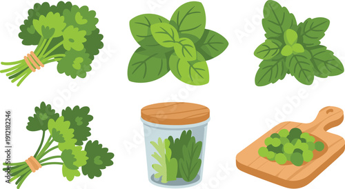 Vector collection of fresh culinary herbs including basil mint and parsley bunches with chopped green onions on wooden board.
