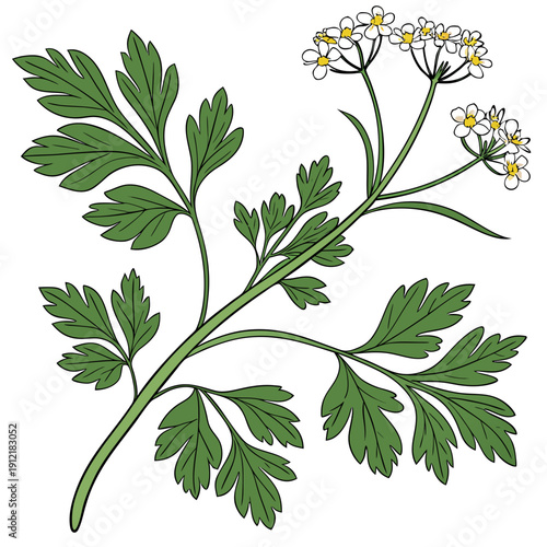 Parsley plant with white flowers and green leaves herb