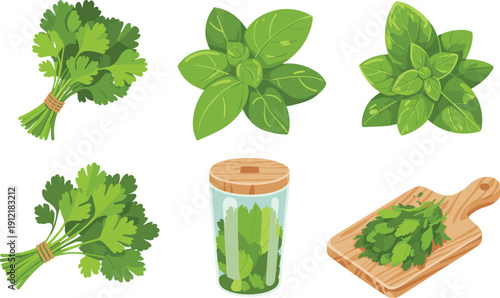 Vector set of fresh green culinary herbs including basil cilantro and parsley bundles chopped on board and in jar.