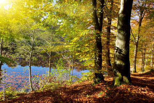 Autumn landscape of sun with autumn trees and lake in soft light.