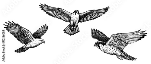 Set of falcons and hawks soaring in vintage woodcut illustration style