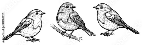 Collection of three small robins or round songbirds in a detailed woodcut engraving style