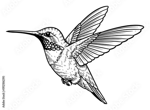 Hovering hummingbird illustration in detailed black and white hand drawn vintage woodcut style
