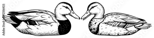 Pair of mallard ducks swimming in vintage woodcut engraving style
