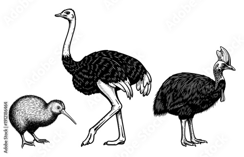 Set of flightless birds including an ostrich kiwi and cassowary in woodcut style