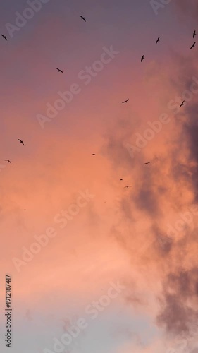 Birds Flying Against a Pink and Orange Twilight Sky. Valparaiso, Chile
