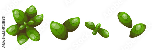 Set of fresh green basil leaves in various positions and angles, perfect for food design, packaging, recipes, cooking apps and menu decoration
