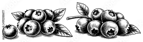 Set of hand drawn blueberry clusters with leaves in a classic engraving style