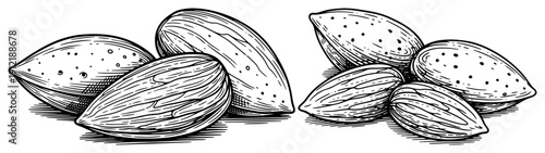 Detailed woodcut style illustration of two groups of whole raw almond nuts
