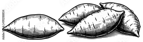 Group of organic sweet potatoes or yams in detailed monochrome sketch style