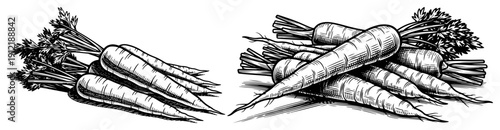 Set of fresh carrots with green leaves drawn in vintage woodcut style