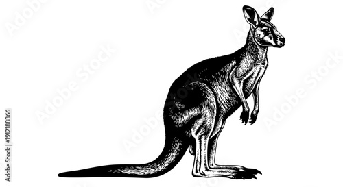 Vintage Engraving Style Kangaroo Illustration Standing Proudly.