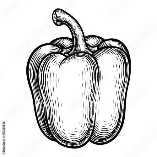 Detailed vintage engraving of a single bell pepper vegetable