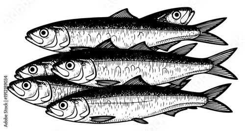 Vintage engraving style illustration of a stack of fresh sardines or anchovies