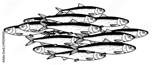 Artistic woodcut illustration showing a large pile of small silver fish or anchovies