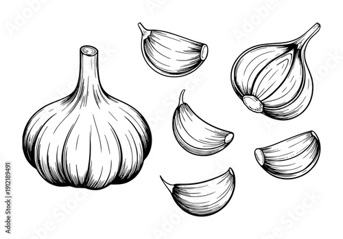 Hand Drawn Garlic Bulb and Cloves Isolated White Background food ingredient
