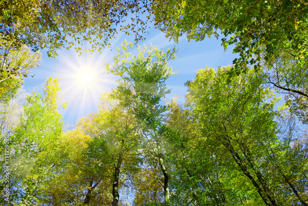 Fototapeta premium Summer forest with bright sun shining through the trees.