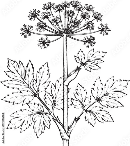 Hand Drawn Common Hogweed Plant - Giant Umbellifer Sketch, Cow Parsnip (Heracleum) Illustration - Vintage Botanical Weed