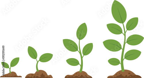 Plant growth stages illustration, seedling to mature plant vector, green sprout timeline, gardening concept nature infographic isolated design