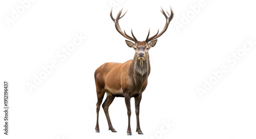 Red deer stag standing isolated on transparent background