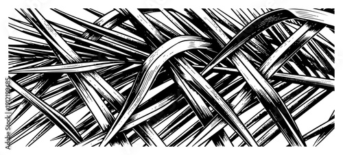 Hand drawn vintage engraving illustration of tangled long grass blades and reeds