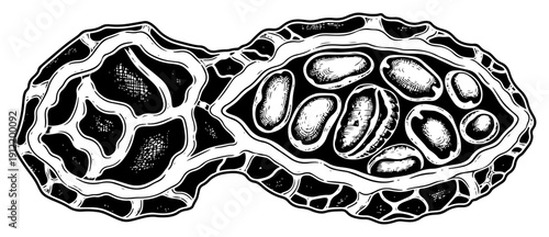 Vintage hand drawn woodcut illustration of a peanut or seed pod split open