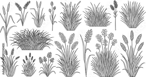 Set of Black-and-White Botanical Illustrations of Grass Species Showing Leaf Shapes, Flowering Structures, and Plant Variations in Line Art